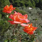 아파트호텔 Skiathos Diamond 4*