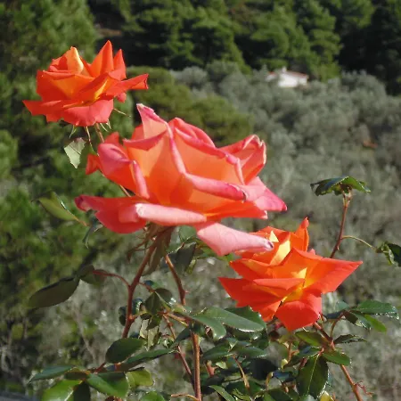 Hotel apartamentowy Skiathos Diamond 4*