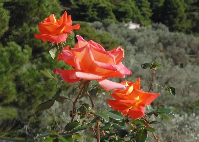 מלון דירות Skiathos Diamond 4*